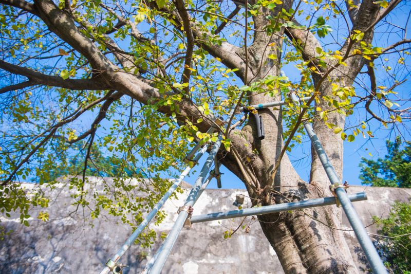 Tree Support Features