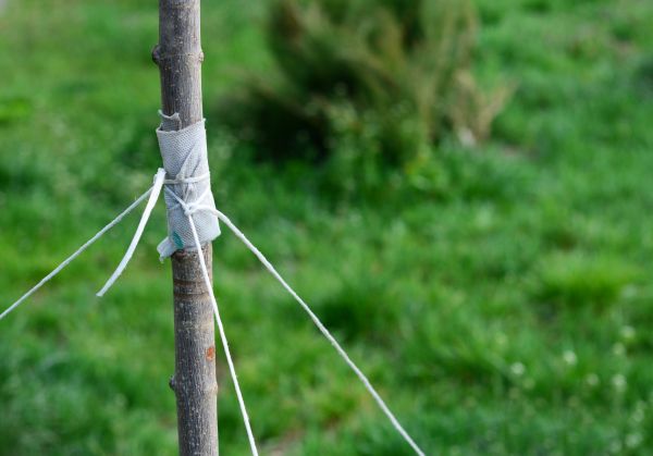 Tree Adjustment