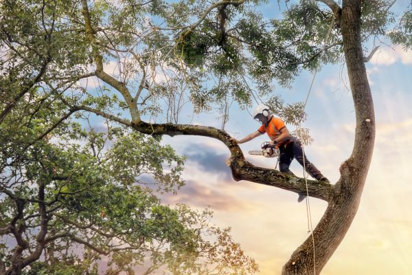 Tree Care