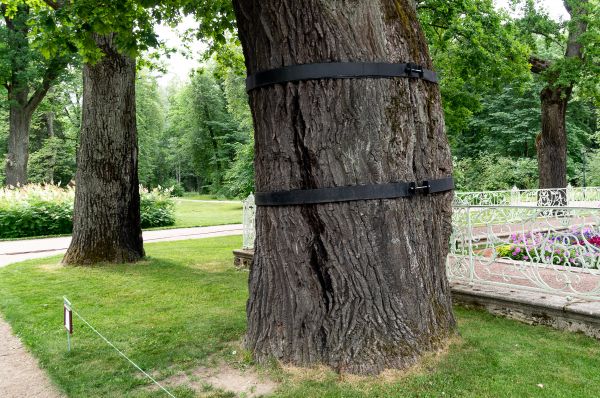 Tree Cabling Service