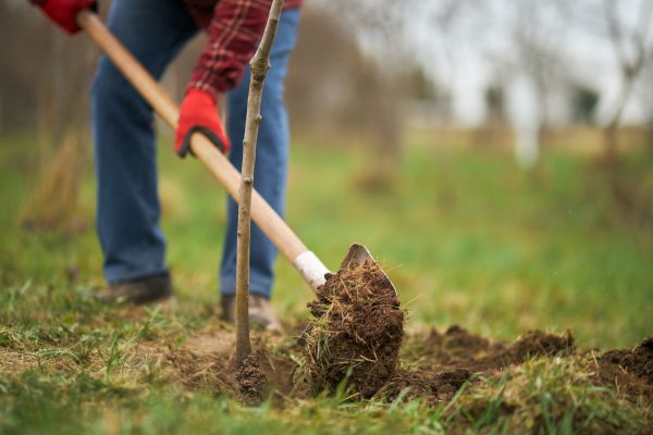 Trees Planting